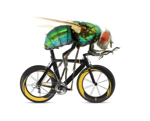 bug an a TT bike
